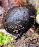 Plectania campylospora image