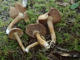 Inocybe arthrocystis image