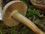 Inocybe arthrocystis image