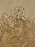 Inocybe arthrocystis image