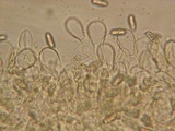 Inocybe arthrocystis image