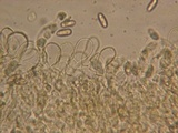Inocybe arthrocystis image