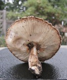 Leucoagaricus barssii image