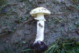 Amanita aestivalis image