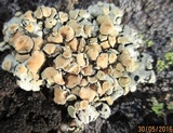 Rhizoplaca chrysoleuca image