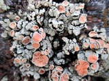 Rhizoplaca chrysoleuca image