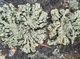 Rhizoplaca chrysoleuca image