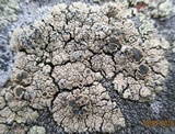 Rhizoplaca chrysoleuca image