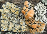 Rhizoplaca chrysoleuca image