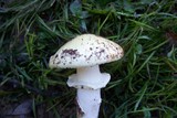 Amanita aestivalis image