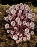 Mycena clarkeana image