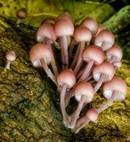 Mycena clarkeana image