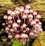 Mycena clarkeana image