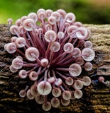 Mycena clarkeana image