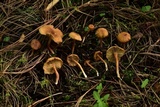 Rhodocybe nitellina image