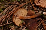 Rhodocybe nitellina image
