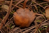 Rhodocybe nitellina image