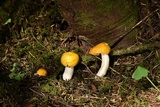 Russula lutea image