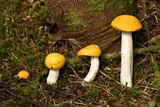 Russula lutea image