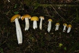 Russula lutea image