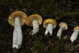 Russula lutea image