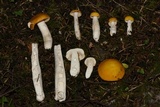 Russula lutea image