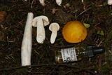 Russula lutea image