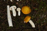 Russula lutea image