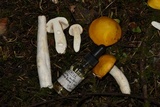 Russula lutea image