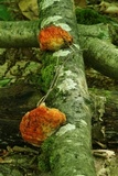 Hypomyces aurantius image
