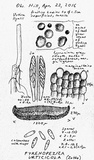 Pyrenopeziza urticicola image