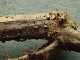 Pyrenopeziza urticicola image