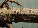 Pyrenopeziza urticicola image