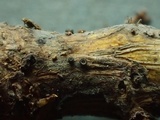Pyrenopeziza urticicola image