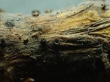 Pyrenopeziza urticicola image