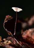 Gymnopus quercophilus image