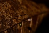 Gymnopus quercophilus image