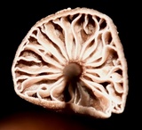 Gymnopus quercophilus image