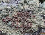 Rhizoplaca subdiscrepans image