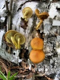 Pholiota granulosa image