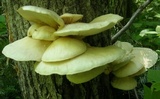 Pleurotus populinus image