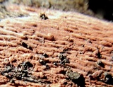 Peniophora incarnata image