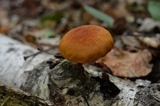Pholiota granulosa image