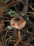 Lepiota flammeatincta image