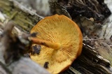 Pholiota granulosa image