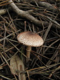 Lepiota flammeatincta image