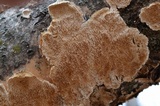 Irpex lacteus image