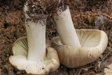Megacollybia rodmanii image