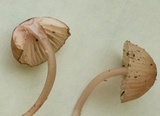 Mycena sanguinolenta image