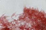 Mycena sanguinolenta image